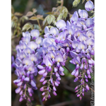 Wisteria's store