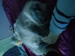 Cats and bacons