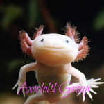 Axolotl supporters