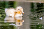 Epic Ducky squad