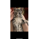 Amber sqaud kitty