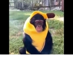 Matts monkeys