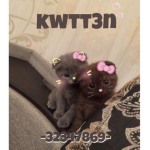 kwtt3n