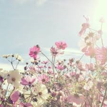 ~ ! flower garden ! ~