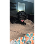 The black lab group
