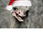 Evil Ostriches