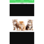 KittyMeows