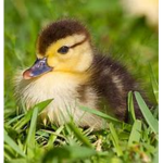 Duck gang hang out!