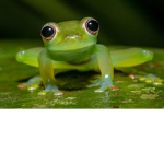 were frogs
