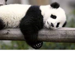 The pandas'