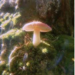mushroom c u l t