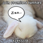 promised bunnies