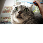 Cats are better then dogs lol