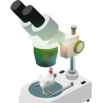 Microscopic Chickens