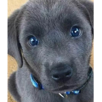 Doggo ans Theif