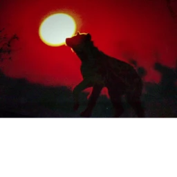 The Lion King Live Action Roleplay icon