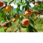 peachy kids <3