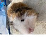 Meerschweinchen Gruppe