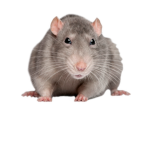 the Rats'