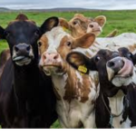 Cow unite
