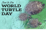 Save The Turtles (Join Now)