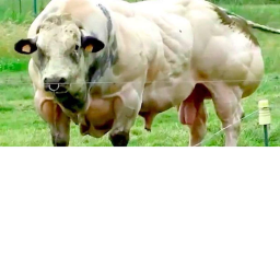 Cow Hangout