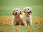 .We Love Dogs