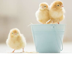 Baby chickens <3