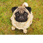We_love_pets