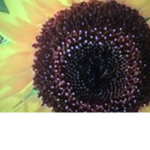 Sunflower Sunny’s