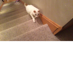 cat hang out :)