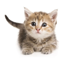 GatoS UwU