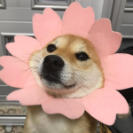 ,qq