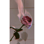 TheA.N.G.E.L.S