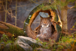 Lynx Therians