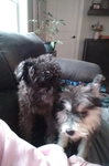 ADVICE ON ANIMALS