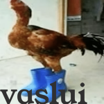 vaslui productions