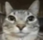 the furrys fangroup