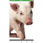 The piggy Wiggys