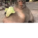 Munkers