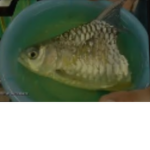Half Fish Meat Cult