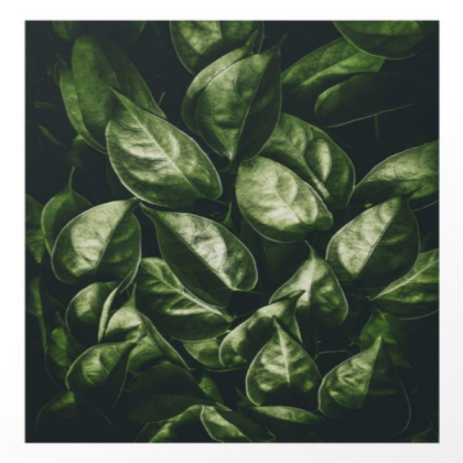 leaves paradise Roblox decal