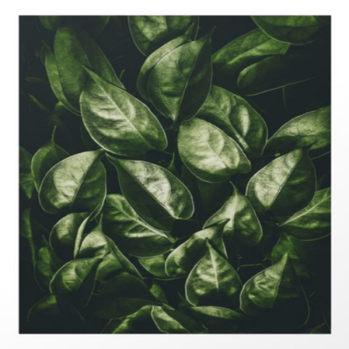 leaves paradise Roblox decal