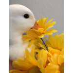 hearts for ducks
