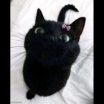 [everything is free] UTMM: Calamity