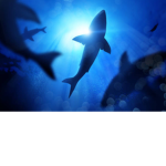 The shadow shark