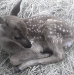 fawn~