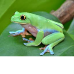 Frog studio