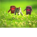 Domo FanClub!
