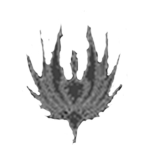 Xenosian Empire